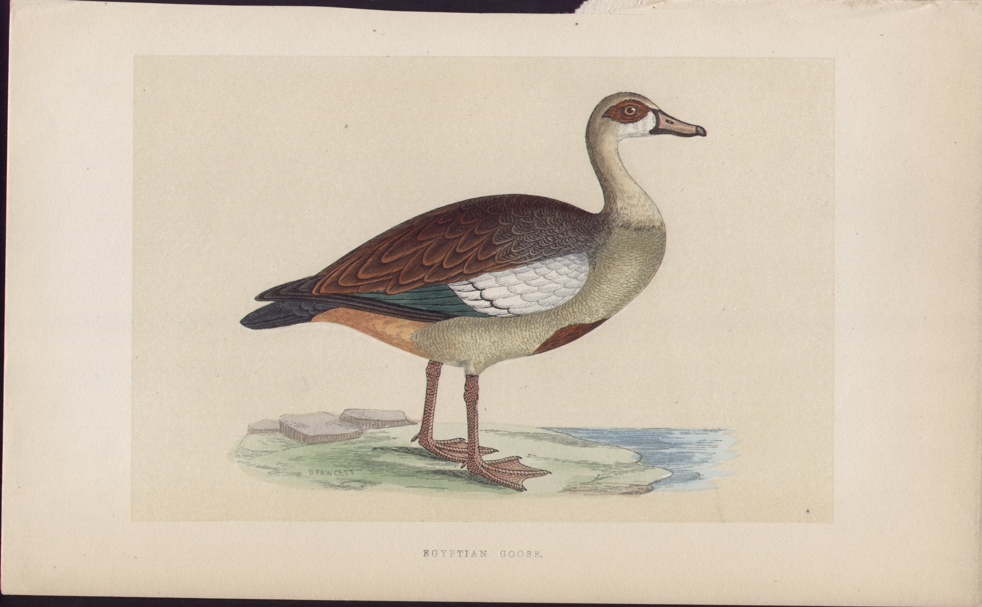 Wood - Egyptian Goose - Fawcett